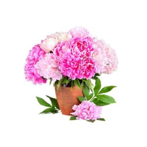 Bright bouquet of beauty peonies