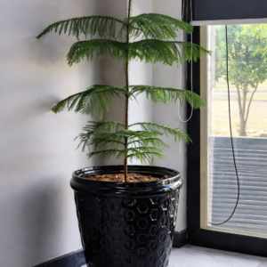 Ceramic Glazed Pot 27"