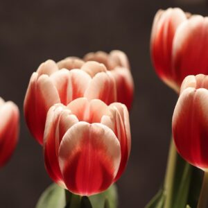 Artificial Tulip Stem Single