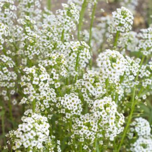 Baby's Breath Bunch