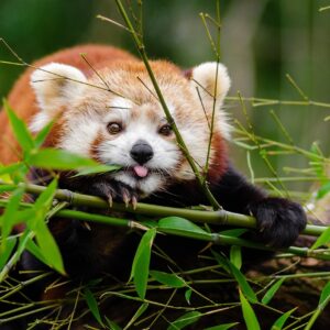 Bamboo Plant Stakes
