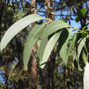 Eucalyptus Leaf Bunch