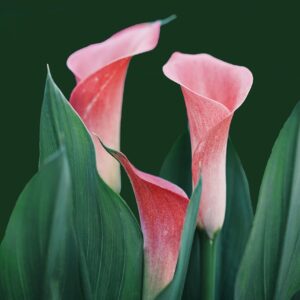 Greeting Card Floral