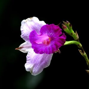 Pink Lily Stem Single