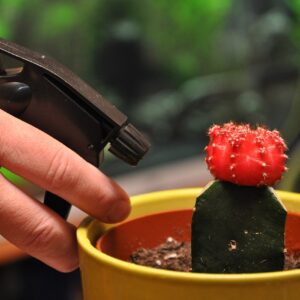 Plant Mister Spray Bottle