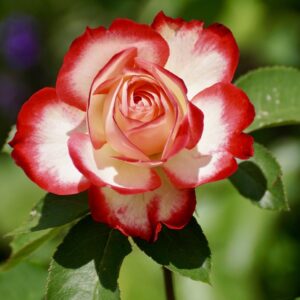 Rose Petals Pack