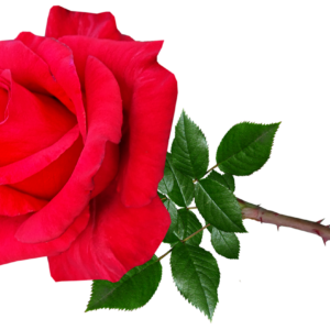 Single Red Rose Stem