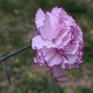 Single Stem Carnation