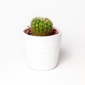 Succulent Small Pot