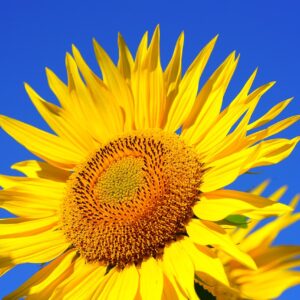 Sunflower Seed Packet