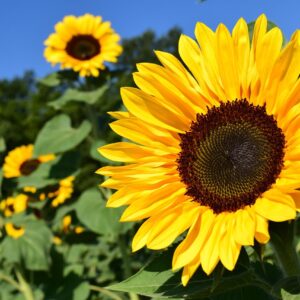 Sunflower Stem Single