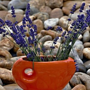 Vase Filler Stones
